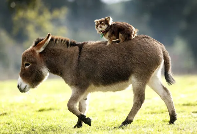 Miniature Donkeys Are The Best Friend Anyone Ever Had
