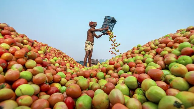 Tomatoes are brought by local farmers to a market in Dhunat, Bangladesh in the first decade of February 2022, where they are then bought in bulk. (Photo by Abdul Momin/Solent News)