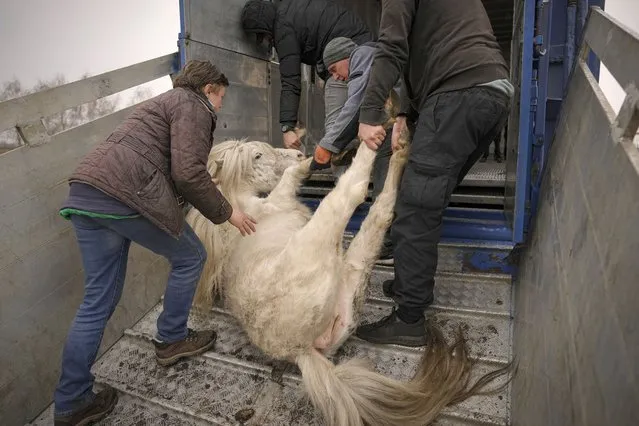 Volunteers drag a pony that collapsed due to stress on a truck at a heavily damaged private zoo while attempting to evacuate the surviving animals to safety in the village of Yasnohorodka, on the outskirts of Kyiv, Ukraine, Wednesday, March 30, 2022. The evacuation was halted before completion as shelling resumed between Russian and Ukrainian forces in the area. (Photo by Vadim Ghirda/AP Photo)