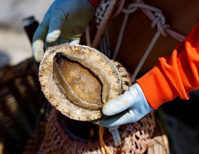 Sanae Kiso, 77-year-old “Ama”, a female free diver, who harvests sea life from the ocean, shows an abalone which she caught in Minamiboso, Chiba Prefecture, Japan pn July 18, 2024. (Photo by Kim Kyung-Hoon/Reuters)