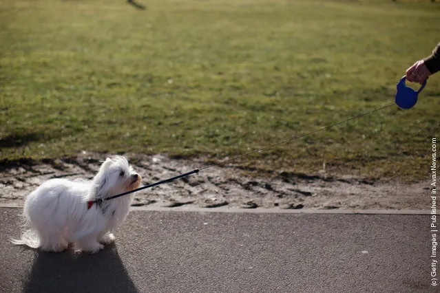 Dogs and their owners arrive on Day one of Crufts at the Birmingham NEC Arena