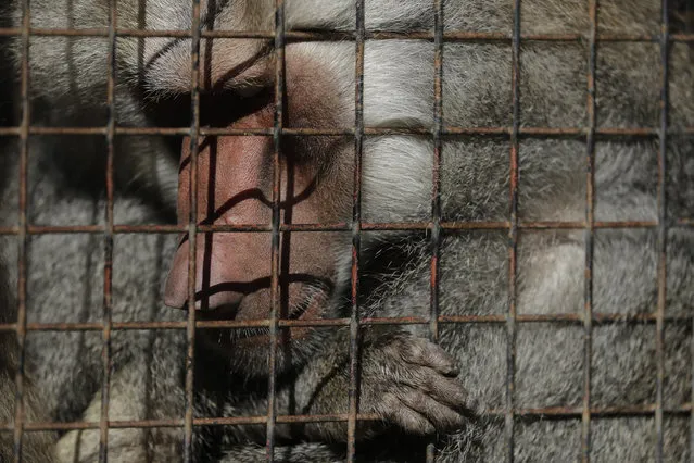 This May 16, 2017 photo shows a baboon inside an enclosure at the former city zoo now known as Eco Parque, in Buenos Aires, Argentina. “The enclosures haven't been modified, and obviously, the animals suffer”, said Juan Carlos Sassaroli, a veterinarian who worked at the former zoo. “We want the zoo to be a conservation tool, not a park for walking dogs because we have that already”. (Photo by Natacha Pisarenko/AP Photo)