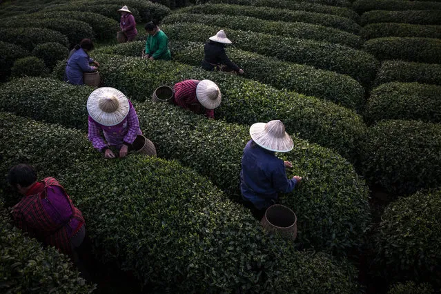 Seasonal workers harvest Longjing (Dragon Well) tea at a tea plantation in the Meijiawu village, outside Hangzhou, Zhejiang province, China, 13 April 2017. China is the world's biggest tea producer, selling many varieties of tea leaves such as green tea, black tea, oolong tea, white tea, and yellow tea. The Chinese tea industry employs around 80 million people as farmers, sales people and pickers. Tea can be sold from around 80 RMB (around 11 euros) to over 4,000 RMB (around 525 euro) per kilogram. In 2016 China produced 2.43 million tons of tea. (Photo by Roman Pilipey/EPA)