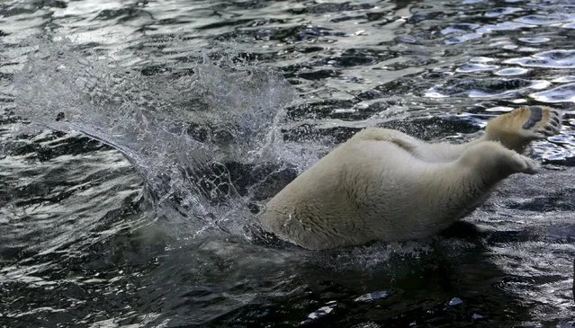 A polar bear jumps into the water in its enclosure on a hot summer day at Prague Zoo, Czech Republic, July 30, 2015. (Photo by David W. Cerny/Reuters)