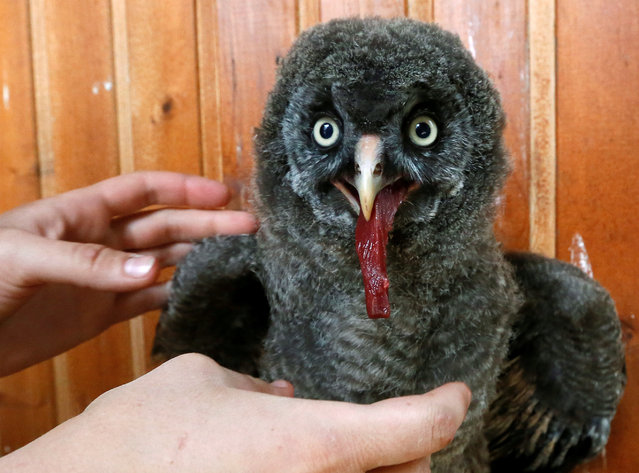 A zoo employee feeds a 3-week-old Great grey owl (or Lapland owl) at the Royev Ruchey zoo on the suburbs of the Siberian city of Krasnoyarsk, Russia, June 7, 2016. (Photo by Ilya Naymushin/Reuters)