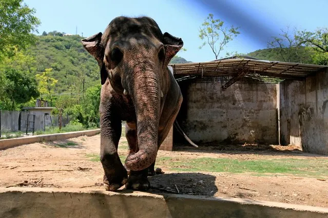 Kavaan, a 29-year-old male elephant, is seen inside its enclosure at a zoo in Islamabad, Pakistan June 22, 2016. (Photo by Faisal Mahmood/Reuters)