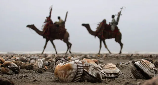 Pakistani men collect sea shells on the sea view beach in the port city of Karachi, Pakistan, 21 August 2015. The muscle inside the sea shell is used as food in different countries and the hollow shell is used for decoration, binding material and has also been introduced in many different types of art and craft. (Photo by Shahzaib Akber/EPA)