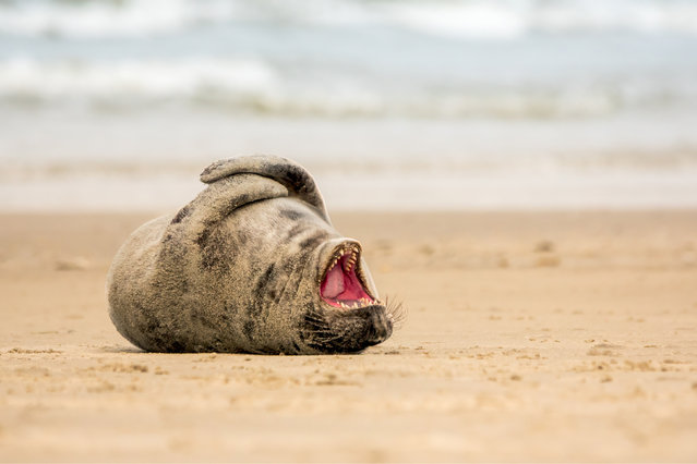 A roly-poly grey seal on a beach in Schiermonnikoog, in the Netherlands in the first decade of November 2024. (Photo by Jolanda Pikkaart/Solent News)