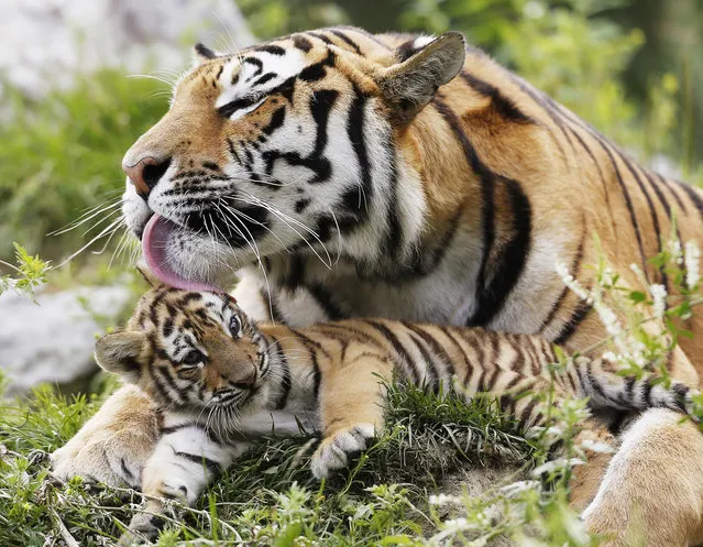 Amurskaya, a Siberian tiger, licks one of its cub at the St-Felicien Wildlife Zoo in St-Felicien, July 18, 2012. The mother, Amurskaya, gave birth to her two cubs on May 24, 2012. The Siberian tiger is also called Amur tiger. (Photo by Mathieu Belanger/Reuters)