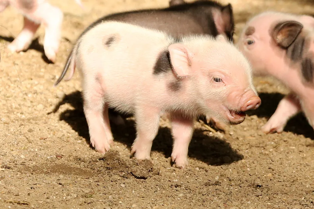 Five Micropigs Born in Zoo Wuppertal in Germany