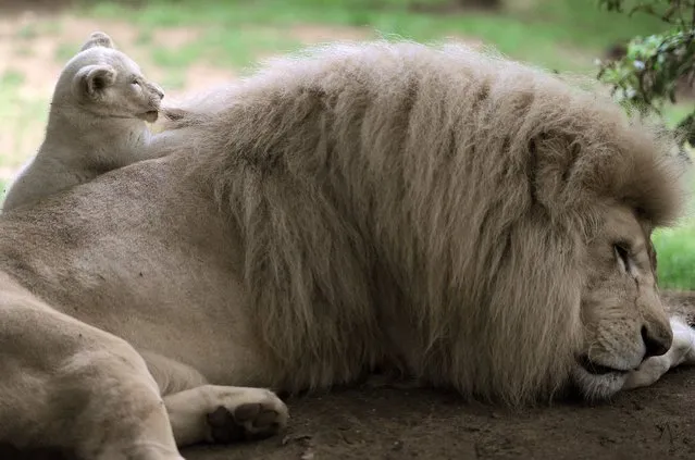 A  thirteen-week old white lion cub plays with his father Yabu, on August 15, 2014, at the zoo in La Fleche, western France. (Photo by Jean-Francois Monier/AFP Photo)
