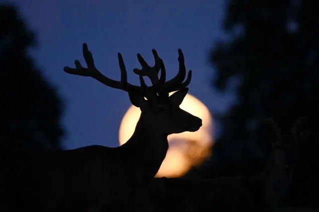 A full super moon known as the “Buck Moon” is seen as a deer grazes outside the village of Taarbaek, some 15 km north of Copenhagen, on July 14, 2022. (Photo by Sergei Gapon/Anadolu Agency via Getty Images)