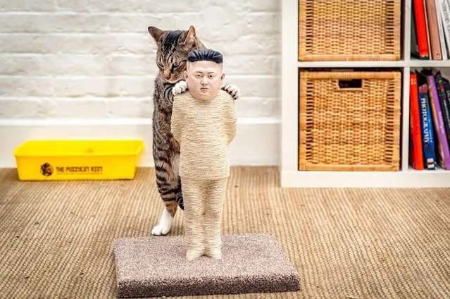 The claws are out for North Korean dictator Kim Jong-un and Russia's Vladimir Putin – as cats now able to use a model of him as a scratching post. And moggies can also maul at Russian president Vladimir Putin, whose face also features on the new cat toys which are 1.5ft tall and cost £4,500. They are made from hessian rope, and 3D-printed faces are then attached to the posts, before they are handpainted. The toys took a team of artists 200 hours to finish. (Photos by The Pussycat Riot)