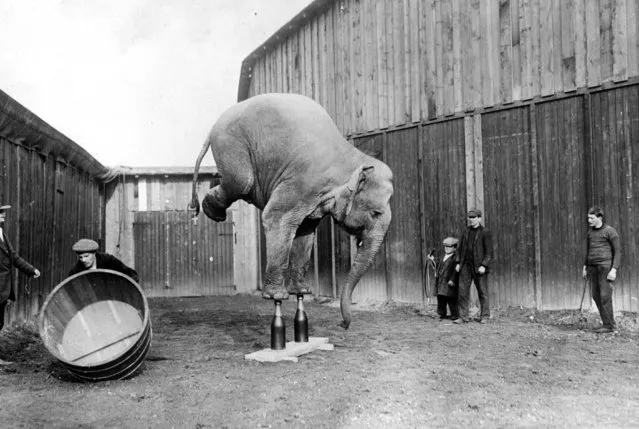 A circus elephant balances on its front legs, circa 1920.