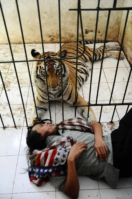 Tiger And Man Best Friends
