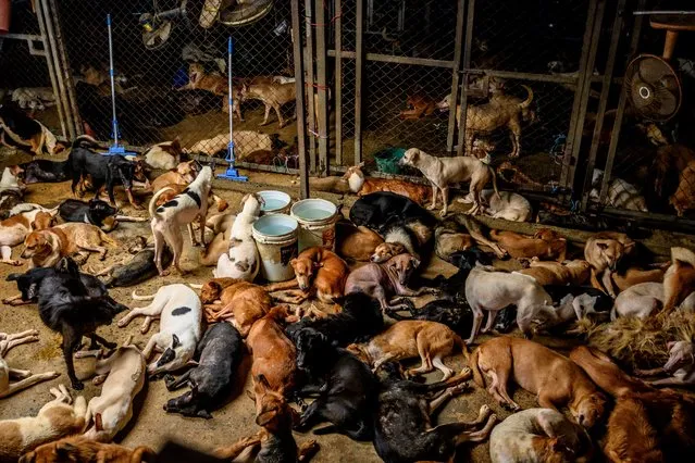 Dogs rest in a crowded enclosure at Auntie Ju's shelter for stray dogs on the outskirts of Bangkok on April 6, 2020, where some 1,500 canines rescued from the streets around the Thai capital are being housed. Donations of food and money have dramatically decreased since the outbreak of the COVID-19 coronavirus pandemic, leaving the some 1,500 dogs being housed in the shelter with little food to survive on. (Photo by Mladen Antonov/AFP Photo)