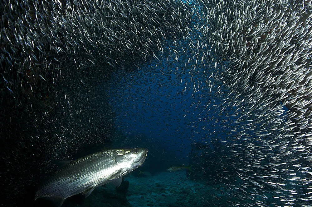 Millions of Silverside Fish Dwarf the Divers