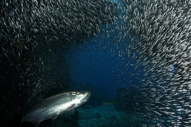 Swimming in unison, millions of silverside fish dwarf the divers. The fish create waves of silver light as they move around the grottos that lie beneath the surface of the Caribbean Sea. These amazing photographs were captured by Belgian photographer Ellen Cuylaerts, 44, on a diving trip to the Devil's Grotto, Cayman Islands. “Every year predators and divers await the arrival of the silversides”, says Ellen, now of Grand Cayman, Cayman Islands. (Photo by Ellen Cuylaerts/This is Guavo Media)