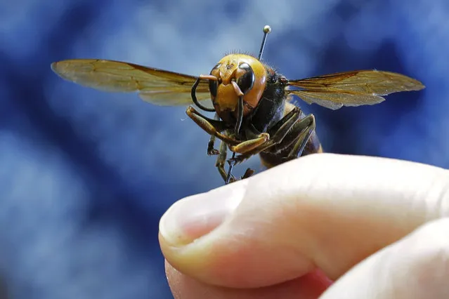 An Asian giant hornet from Japan is held on a pin by Sven Spichiger, an entomologist with the Washington state Dept. of Agriculture, Monday, May 4, 2020, in Olympia, Wash. The insect, which has been found in Washington state, is the world's largest hornet, and has been dubbed the “Murder Hornet” in reference to its appetite for honey bees, and a sting that can be fatal to some people. (Photo by Ted S. Warren/AP Photo)