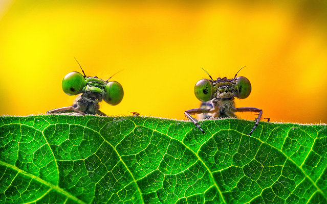 Shortlisted: “Two big eyes” by Miao Yong (Zejiang province, China). Damselflies look over the leaves. “I was photographing insects in a park near my home when suddenly I found two damselflies in the grass. They kept flying and it was very difficult to focus until suddenly they parked behind a leaf”. (Photo by Miao Yong/2017 Royal Society of Biology Photographer of the Year)