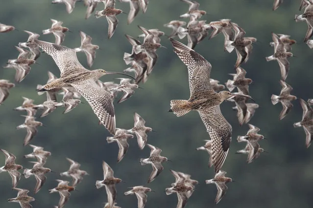 More than 30 shorebird species that cross oceans each year to visit Australia , including this Far Eastern curlew seen here in in Mai Po marshes in Hong Kong, are being hunted during their migrations. A study that analysed decades of records from 14 countries found that more than 17,000 birds from 16 species were probably being killed at just three areas – Pattani Bay in Thailand, West Java in Indonesia and the Yangtze River delta in China. (Photo by FLPA/Alamy Stock Photo)