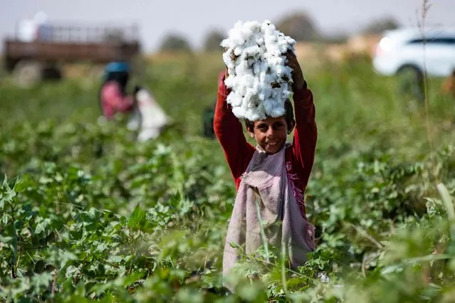A boy holds a handful of harvested cotton in a field in the countryside of Raqa in northern Syria on September 19, 2022 as the cotton is later transported to warehouses under control of the Syrian Kurdish administration. (Photo by Delil Souleiman/AFP Photo)