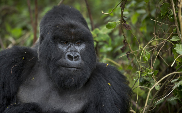 In this photo taken Friday, September 4, 2015, a male silverback mountain gorilla from the family of mountain gorillas named Amahoro, which means “peace” in the Rwandan language, sits in the dense forest on the slopes of Mount Bisoke volcano in Volcanoes National Park, northern Rwanda. (Photo by Ben Curtis/AP Photo)