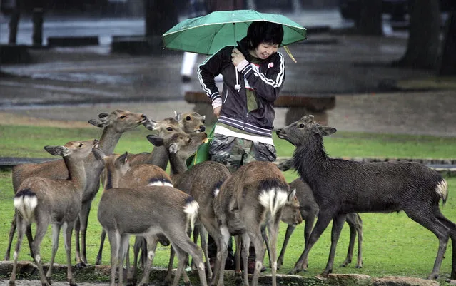 A tourist is surrounded by deer in Nara, western Japan, on October 15, 2005. Individual travelers will be able to visit Japan without visas beginning Tuesday, Oct. 11, 2022, just like in pre-COVID-19 times. (Photo by Junji Kurokawa/AP Photo/File)