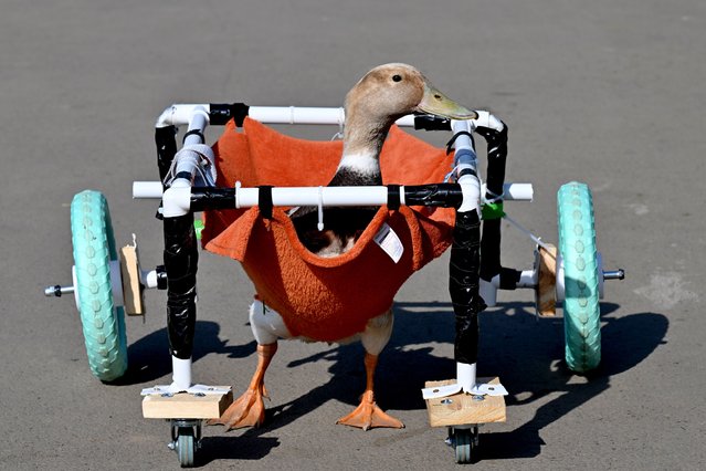 After Opi the pet duck sustained an injury during what Emily Davies, his owner, described as a “a mating session gone wrong” he was left struggling to walk. Davies got inventive and built Opi a wheelchair in the first decade of April 2025 to help him waddle again. (Photo by Wales News Service)