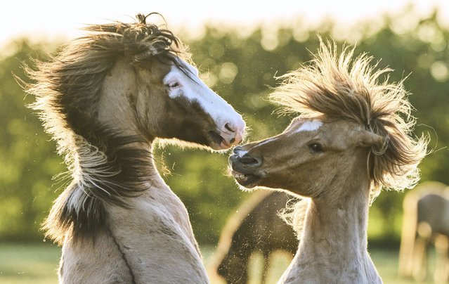 Icelandic horses play at a stud farm in Wehrheim near Frankfurt, Germany, Wednesday, April 30, 2025. (Photo byh Michael Probst/AP Photo)