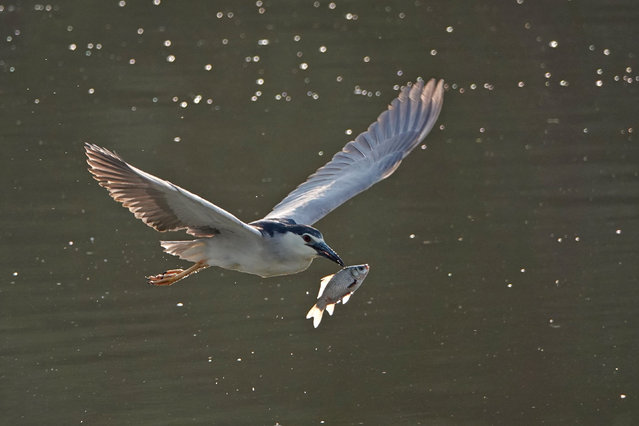 A black-crowned night heron fishing in the Tigris River drops its catch in Diyarbakır, Turkey on June 8, 2025. (Photo by Mehmet Masum Suer/SOPA Images/Rex Features/Shutterstock)