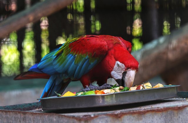 A macaw eats summer fruits inside an enclosure during a heatwave at the National Zoological Park in New Delhi, India, 11 June 2025. The National Zoological Park has installed sprinklers inside animals' enclosures and sprays water on animals and birds to combat the effects of the heatwave. According to the Indian Meteorological Department (IMD), Delhi registered 45-degree Celsius temperatures, and the prevailing heatwave is set to continue through 12 June. (Photo by Rajat Gupta/EPA/EFE)