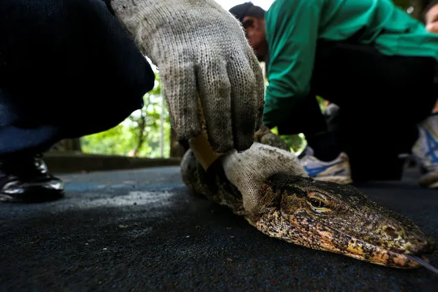 Park workers tie the legs of a monitor lizard at Lumpini park in Bangkok, Thailand, September 20, 2016. (Photo by Athit Perawongmetha/Reuters)