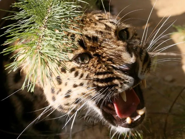 Amur leopard or Far Eastern leopard named Dora, a 2-year-old female species born in the zoo of Tallinn and transported to Krasnoyarsk in August, growls at its new enclosure after a quarantine, at the Royev Ruchey zoo on the suburbs of the Siberian city of Krasnoyarsk, Russia, September 19, 2016. (Photo by Ilya Naymushin/Reuters)