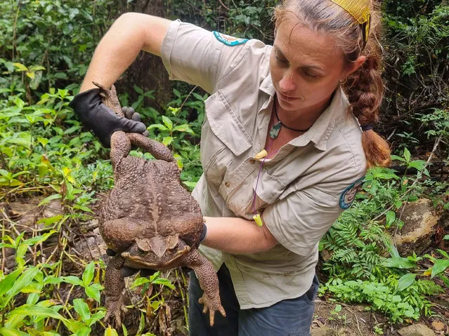 This handout from the Queensland Department of Environment and Science taken on January 12, 2023 and received on January 20 shows a park ranger holding a cane toad weighing 2.7 kilograms discovered in Conway National Park in Australia's state of Queensland. Australian rangers have euthanised a “monster” cane toad discovered in the wilds of a coastal park – a warty brown specimen as long as a human arm and weighing 2.7 kilograms (6 pounds). (Photo by Handout/Queensland Department of Environment and Science via AFP Photo)