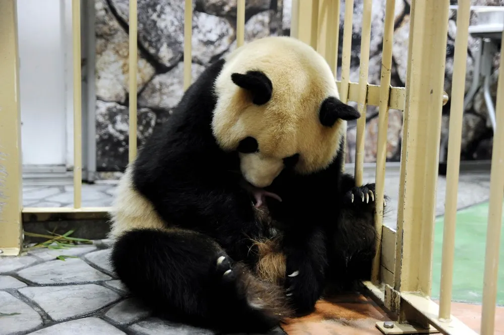 The Week in Pictures: Animals, November 29 – December 5, 2014