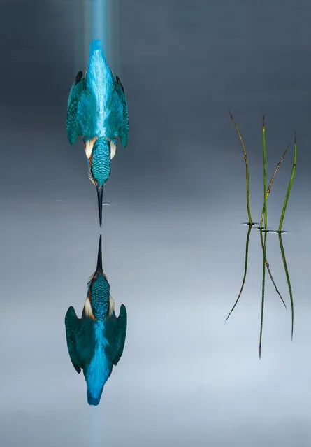 Kingfisher diving, Spain. (Photo by Mario Cea Sanchez/BPOTY/Cover Images/The Guardian)