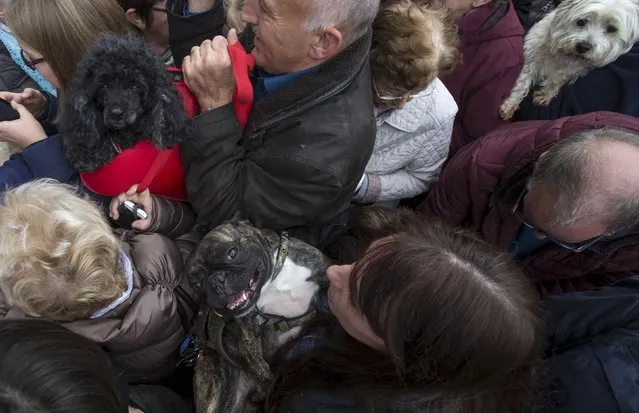 People wait to get their dogs blessed during a religious and blessing ceremony for animals outside the Basilica of St Peter and Paul in Saint-Hubert, Belgium November 3, 2015. (Photo by Yves Herman/Reuters)