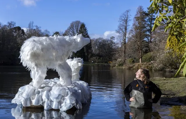 A polar bear and its cub on the lake at Sheffield Park and Garden, in East Sussex on February 1, 2023, are part of a new family trail called Nellie’s Arctic Adventure to highlight sustainability and the preservation of places of natural beauty. It includes an ice cave, polar bear and mammoth skeleton created by the artist Roy Kelf, with the help of local community groups, and runs until February 26. (Photo by David McHugh/Brighton Pictures)