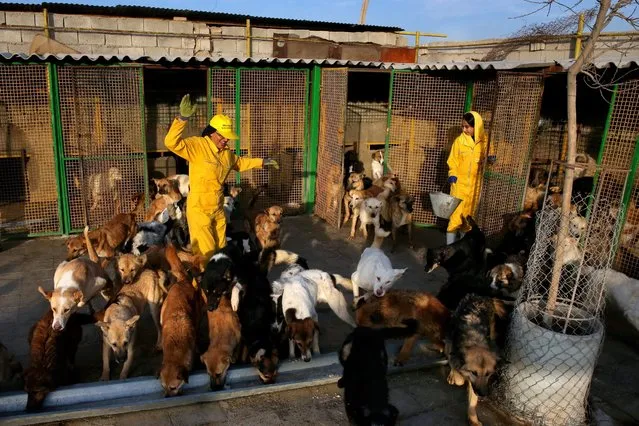 In this Friday, December 5, 2014 photo, Iranian volunteers Roya Ahmadi, left, and Asal Moghaddam release dogs from their cages to feed them at the Vafa Animal Shelter in the city of Hashtgerd 43 miles (73 kilometers) west of the capital Tehran, Iran. (Photo by Vahid Salemi/AP Photo)