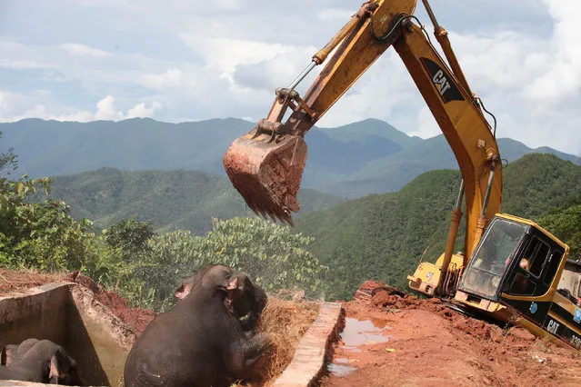 Rescue workers try to free trapped wild asian elephants in Jinghong, Yunnan province, China October 11, 2016. (Photo by Reuters/China Daily)