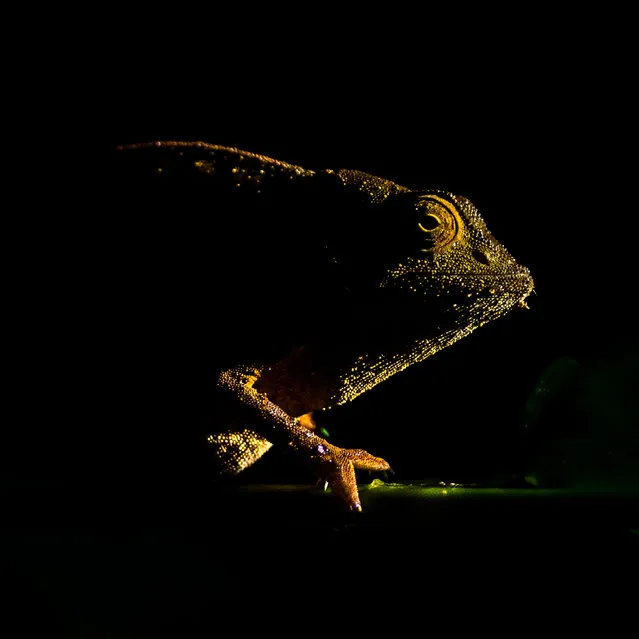 Up close and personal category winner: Breath. Adapt. Relax by Michał Śmielak (University of New England, Australia). A bearded leaf chameleon, with its rather underwhelming ‘beard’ consisting of just a few raised scales. The species is endemic to the Eastern Arc mountains of Tanzania and Kenya. This one was spotted during a night walk in the Udzungwa mountains in Tanzania. (Photo by Michał Śmielak/2020 British Ecological Society Photography Competition)