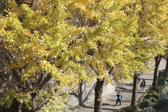 People wearing face masks to protect against the spread of the coronavirus walk under the yellow leaves of ginko trees in Yokohama, Kanagawa prefecture, near Tokyo, Tuesday, December 1, 2020. (Photo by Koji Sasahara/AP Photo)