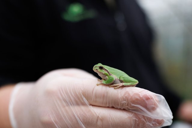 A European Tree Frog,hyla arborea, once native to the UK, in its enclosure at Celtic Rewilding in Staffordshire on October 14, 2025 in Leek, England. The small frog likely went extinct in the UK in the 16th to 17th century, due to habitat loss and over-collection for medicinal purposes. (Photo by Dan Kitwood/Getty Images)