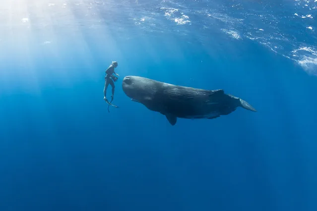 A diver with a sperm whales. (Photo by Alexandre Roubaud/Alexandre Voyer/Caters News)