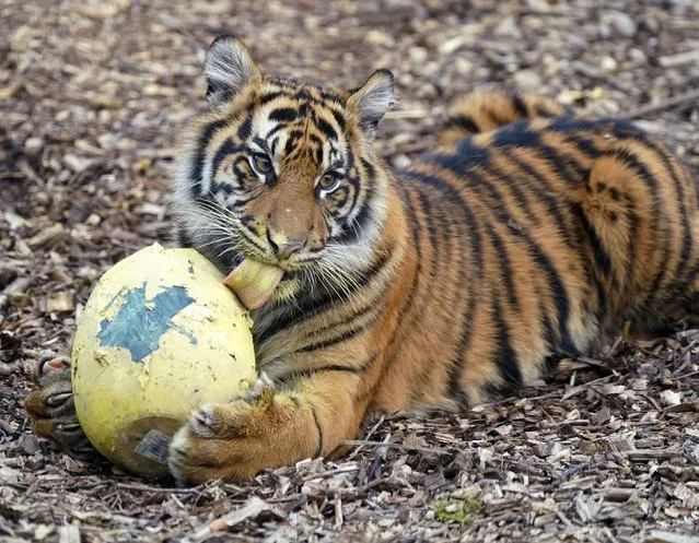 Sumatran tigers enjoying an Easter treat at ZSL London Zoo, in Regent's Park, London on Wednesday, April 5, 2023. (Photo by Yui Mok/PA Images via Getty Images)