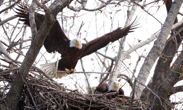 A bald eagle carrying a branch lands in its nest atop a tree overlooking the Raccoon River, Monday, April 30, 2018, at Gray's Lake Park in Des Moines, Iowa. (Photo by Charlie Neibergall/AP Photo)