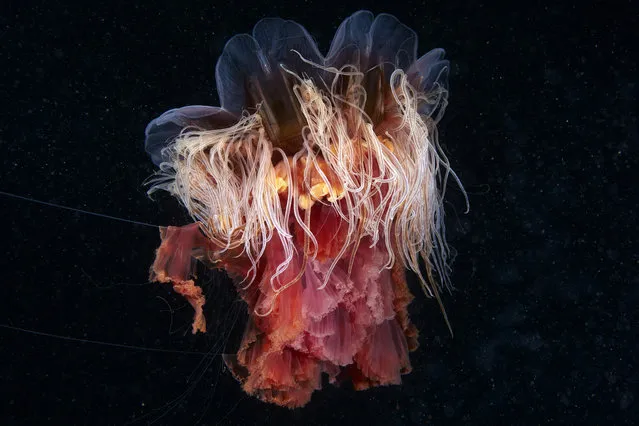 A Scyphozoan jellyfish – Lions mane jellyfish. (Photo by Alexander Semenovs/Caters News)