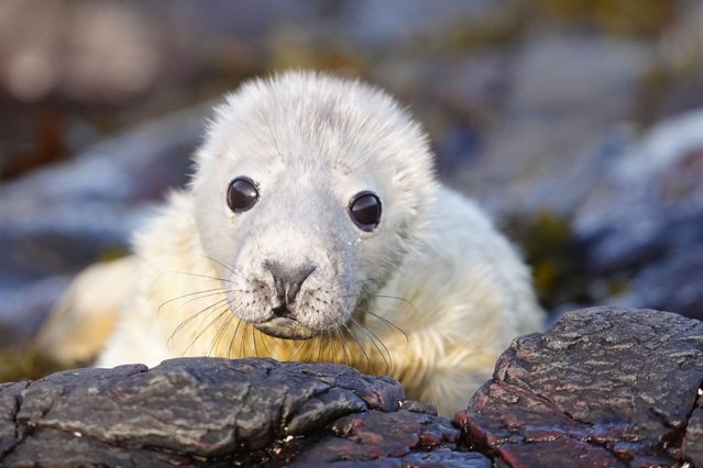 Seals on Wednesday, November 12, 2025 on the Farne Islands during the annual census of pup numbers at one of England's largest grey seal colonies. The islands, off the Northumberland coast, is an important haven for thousands of seabirds and hundreds of adult seals, and are looked after by the National Trust. (Photo by Owen Humphreys/PA Wire)
