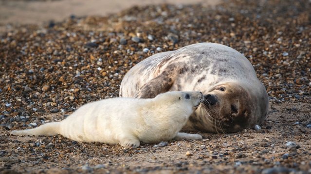Undated handout photo issued by the National Trust of a seal with young pup Blakeney Point in Norfolk, UK on Thursday, November 20, 2025. A solar-powered webcam has been set up to livestream England's largest colony of grey seals. The National Trust said the camera, first trialled last year, has been discreetly installed in the dunes at Blakeney Point in Norfolk. It is set to film until early January when the last pups are expected to be born. (Photo by National Trust/PA Wire)